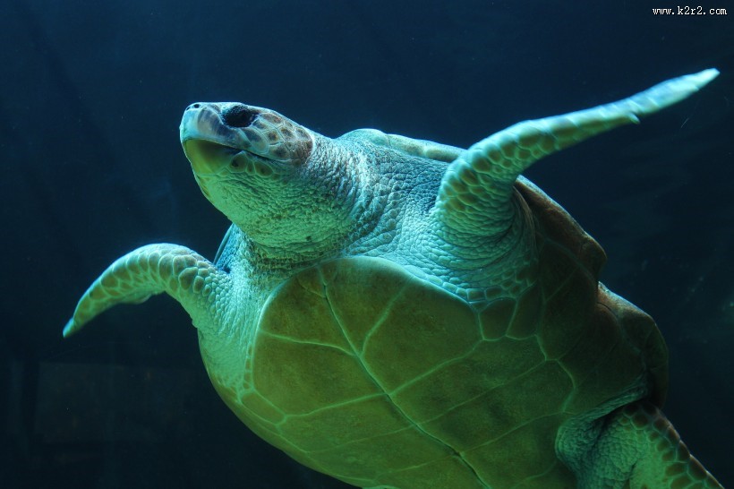 长寿的海龟图片