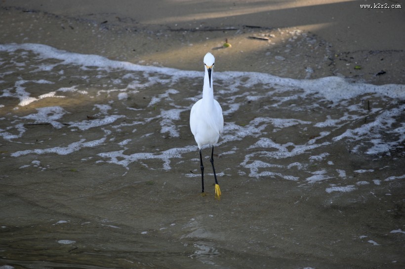 一只洁白的白鹭图片