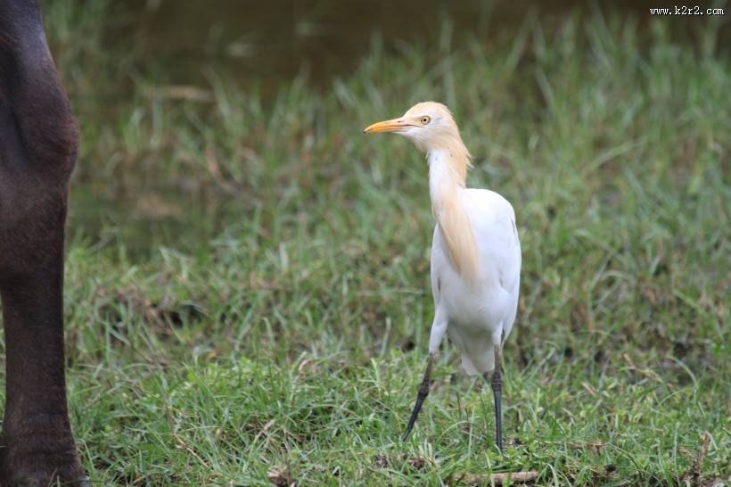 一只洁白的白鹭图片