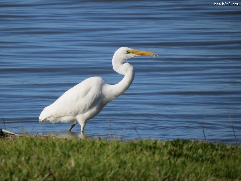一只洁白的白鹭图片