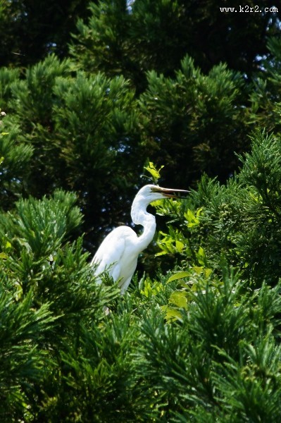 一只洁白的白鹭图片