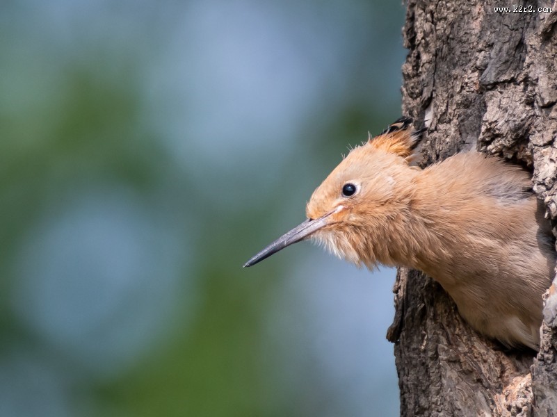 戴胜鸟盼亲归图片