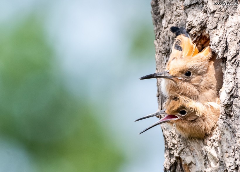 戴胜鸟盼亲归图片