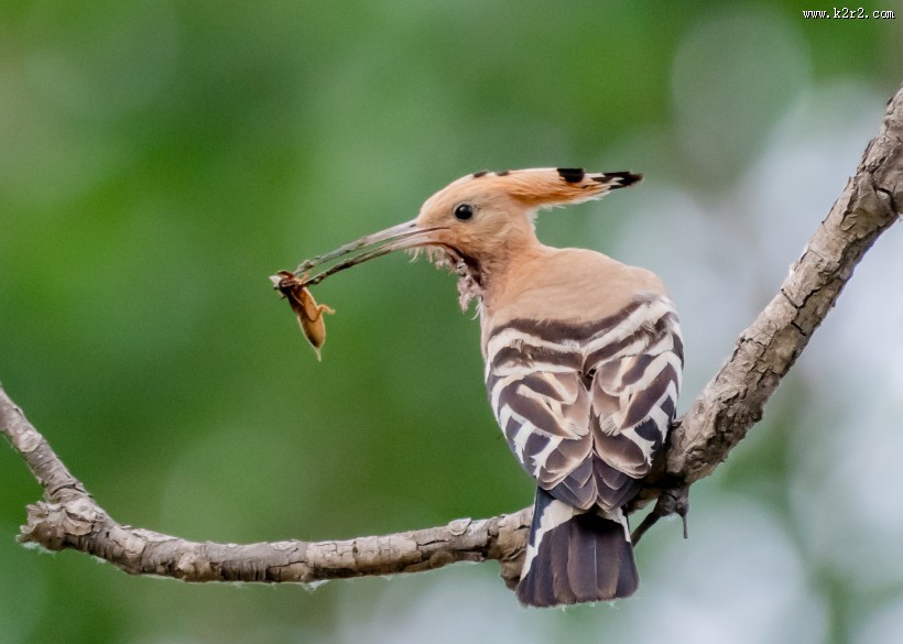 戴胜鸟盼亲归图片