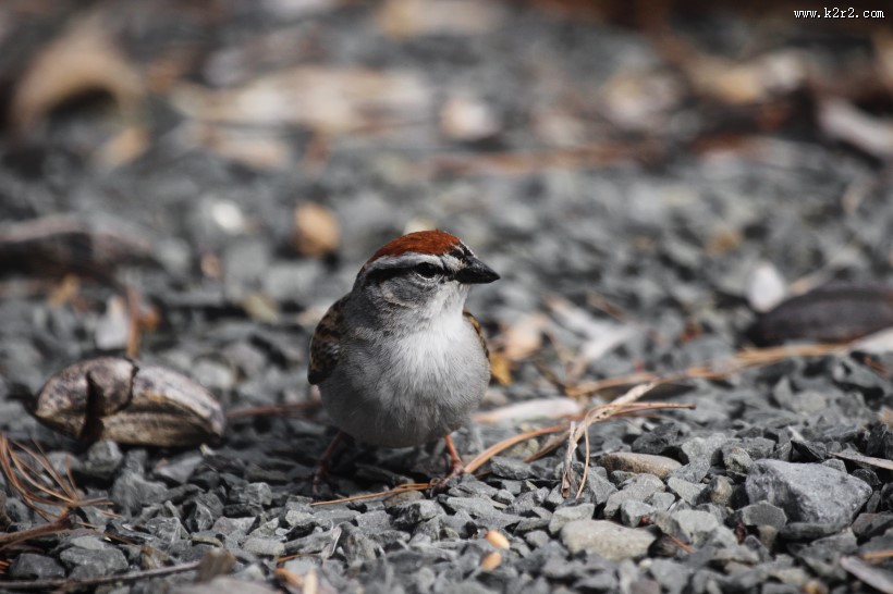 一只娇小的麻雀图片大全