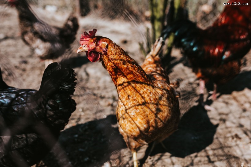 农场里的家禽图片