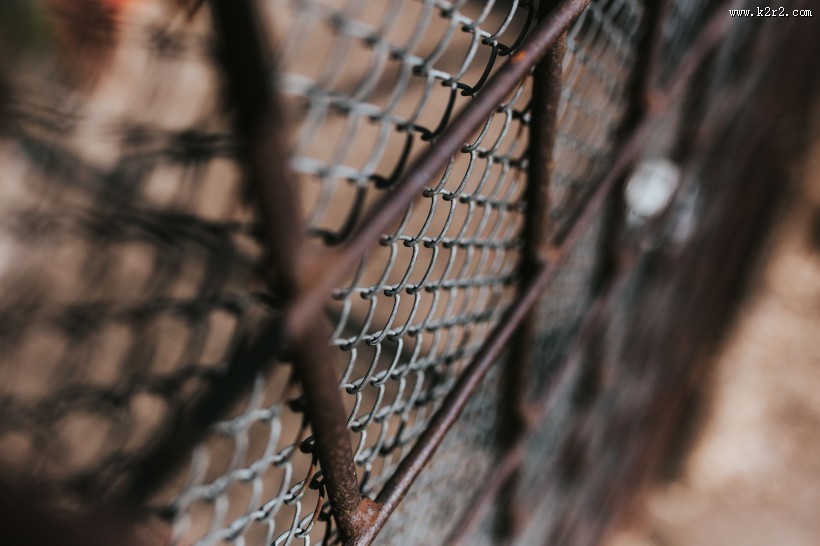 农场里的家禽图片