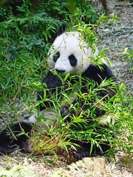 国宝大熊猫图片