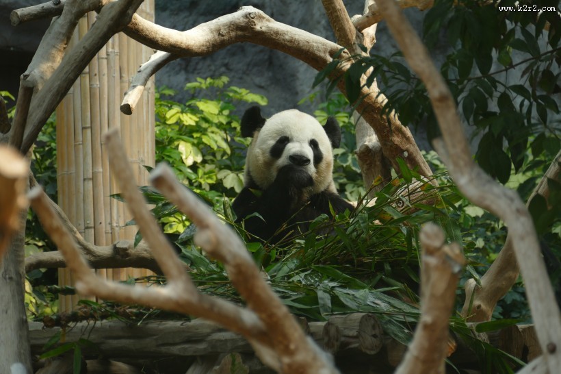 国宝大熊猫图片