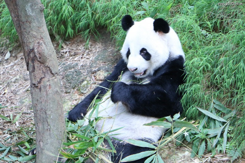 国宝大熊猫图片