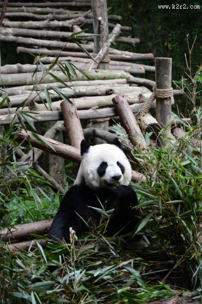 国宝大熊猫图片
