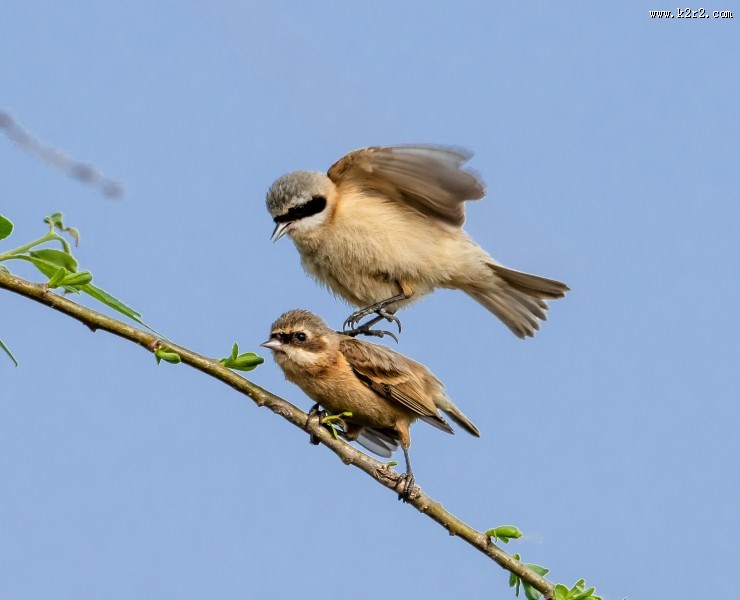 中华攀雀鸟类图片