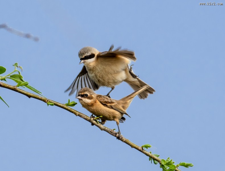 中华攀雀鸟类图片