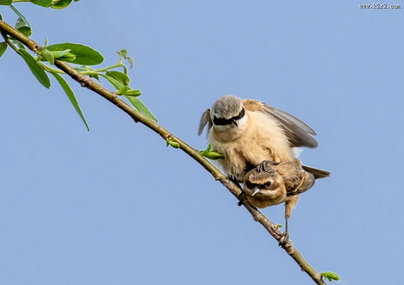 中华攀雀鸟类图片