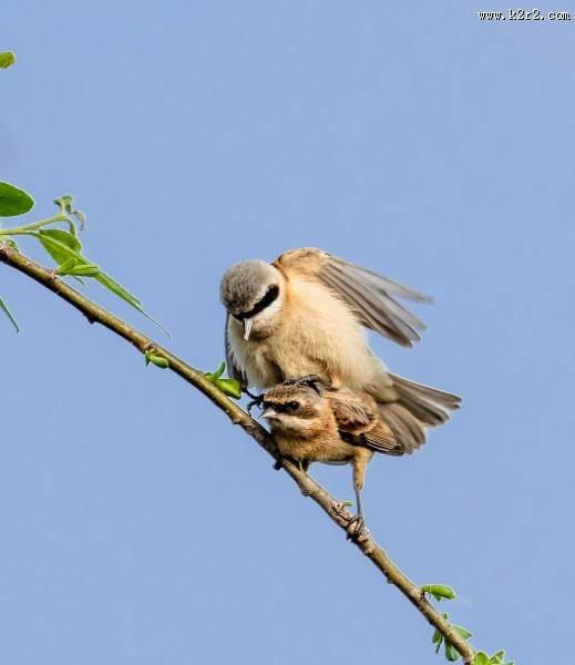 中华攀雀鸟类图片