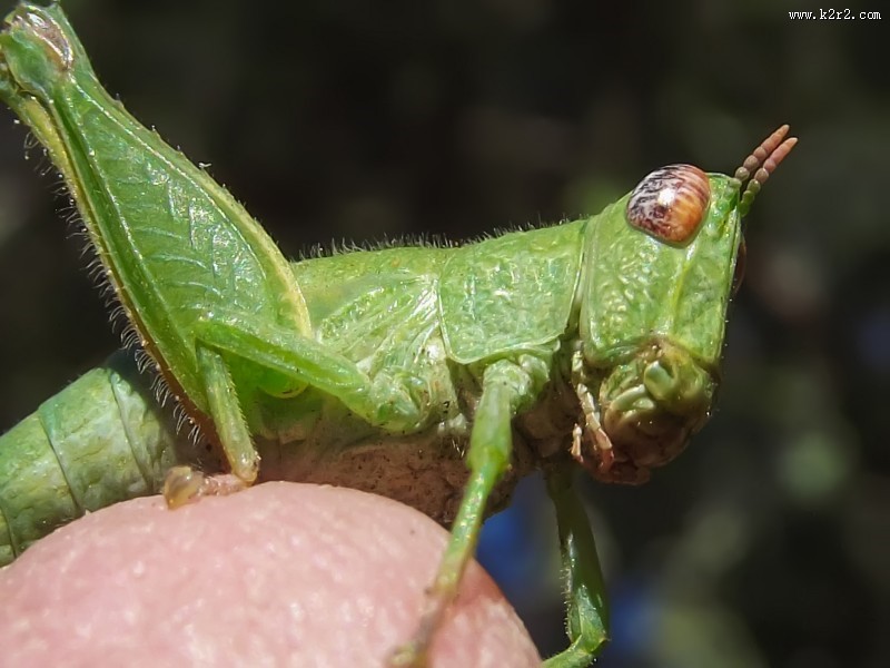 蚱蜢微距摄影图片大全