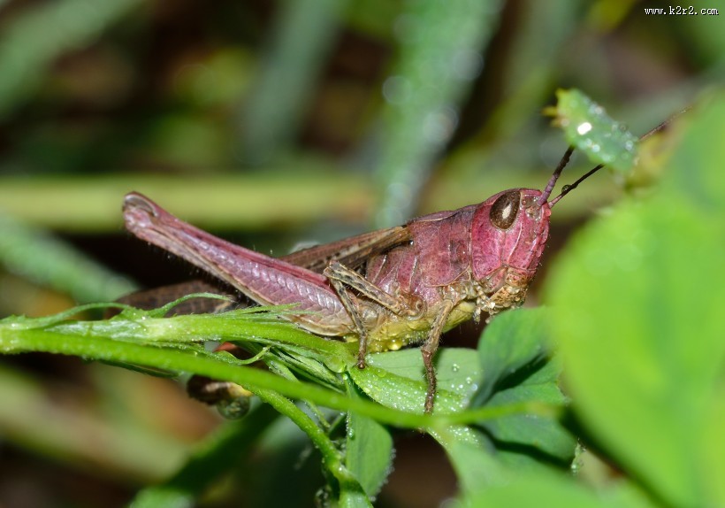 蚱蜢微距摄影图片大全