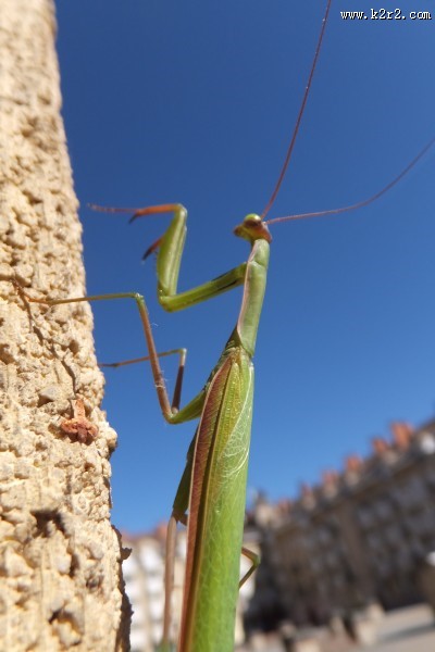 绿色霸道的螳螂图片