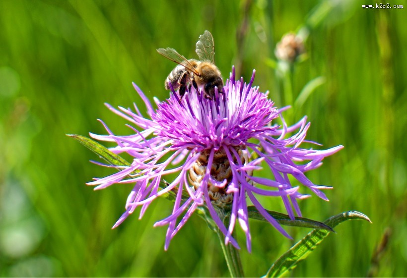 采蜜的小蜜蜂图片大全
