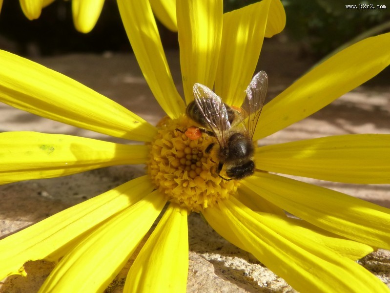 采蜜的小蜜蜂图片大全
