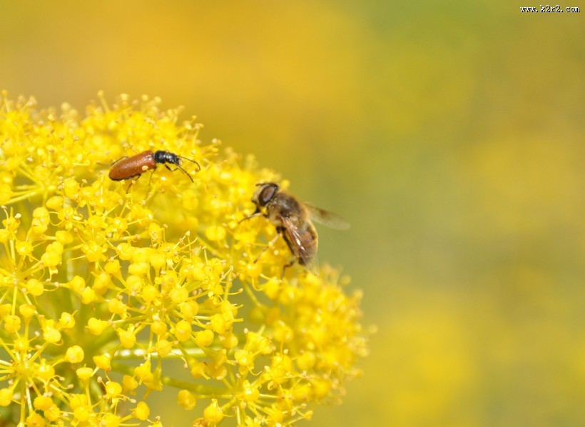 采蜜的小蜜蜂图片大全