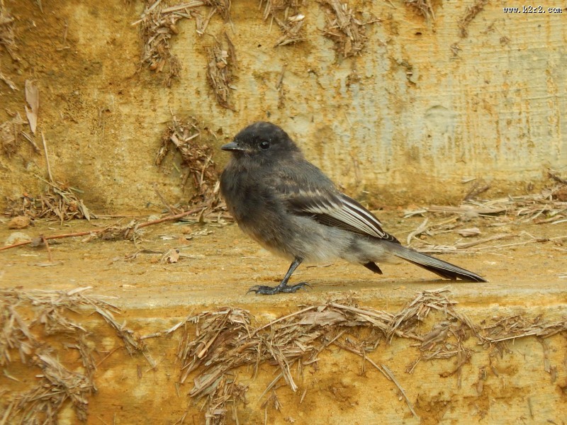 一只小巧玲珑的麻雀图片