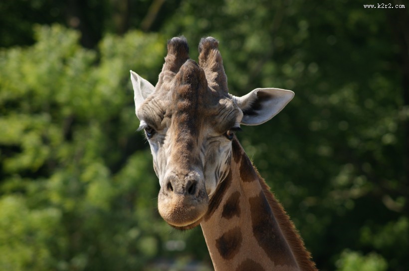 长颈鹿的头部图片大全