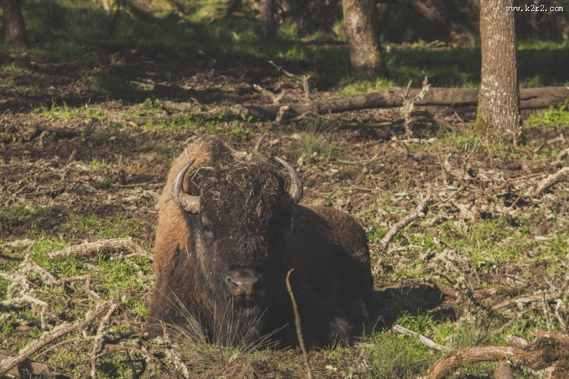 体型巨大的野牛图片大全