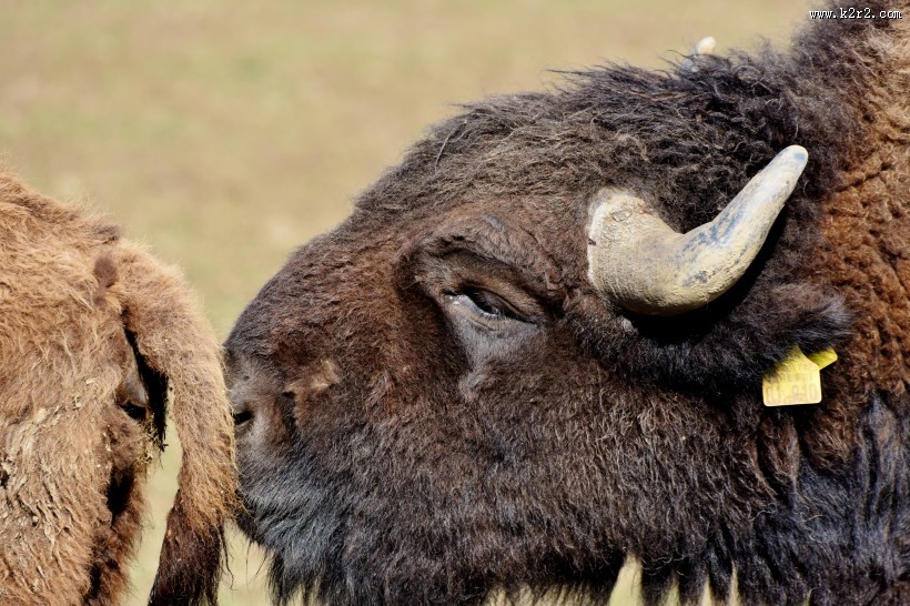 体型巨大的野牛图片大全