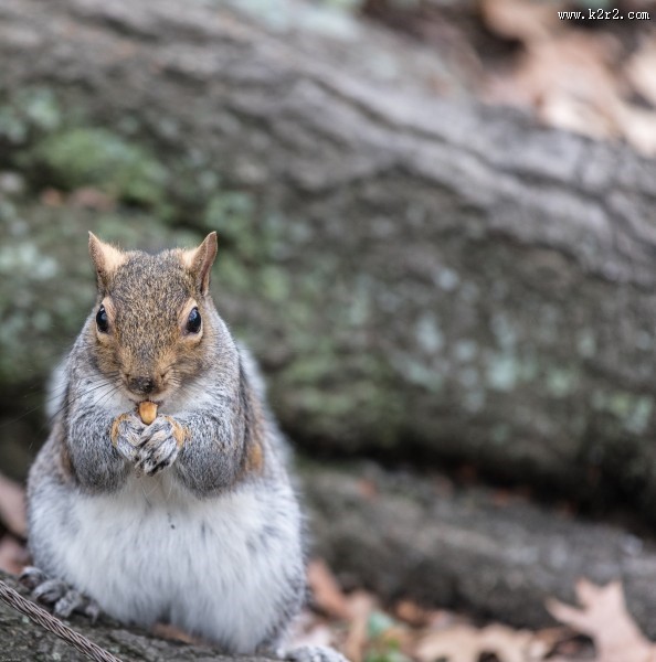 灰色的小松鼠图片