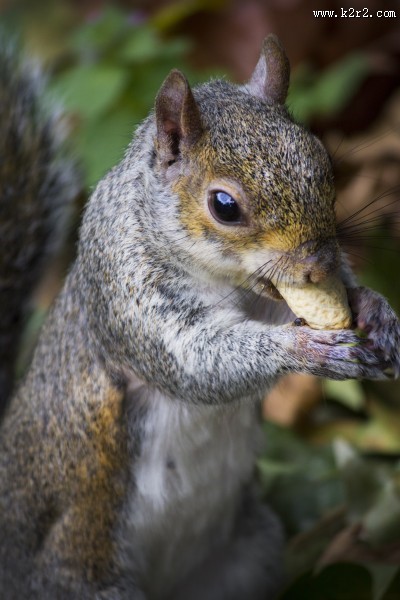 灰色的小松鼠图片