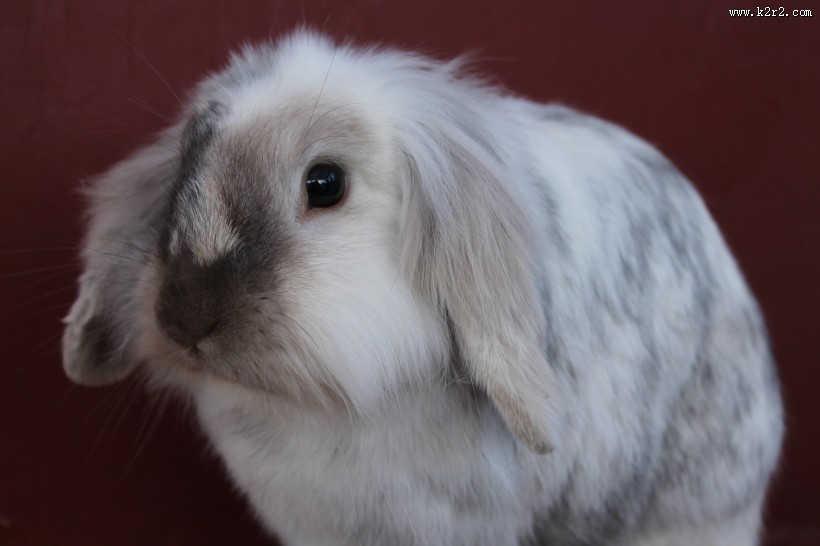 软萌可爱的兔子图片大全