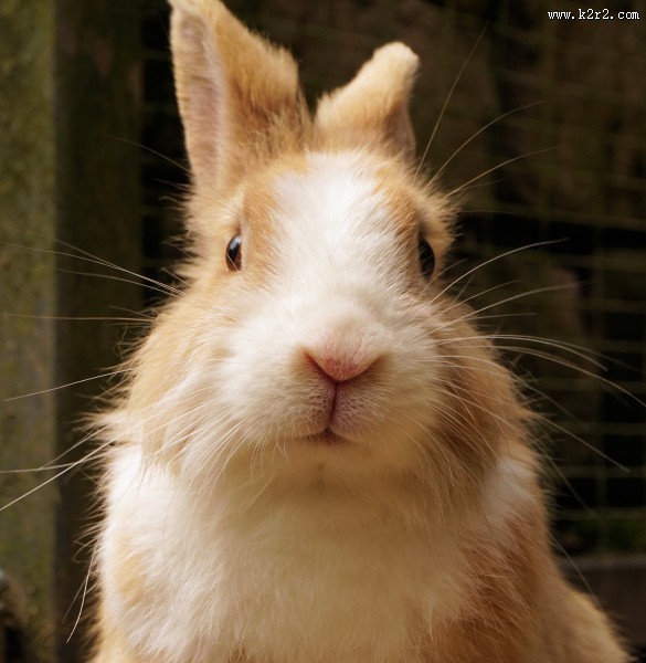 软萌可爱的兔子图片大全