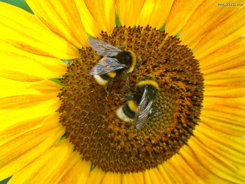 向日葵上的蜜蜂图片大全