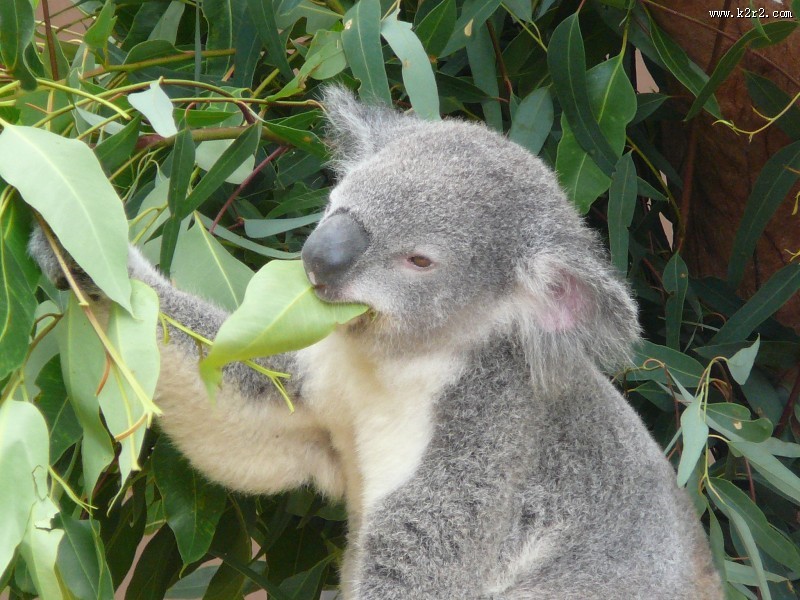 体态憨厚的考拉图片大全