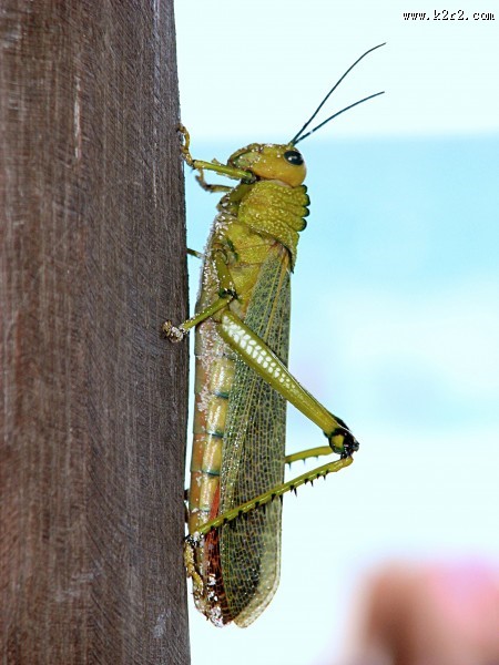 蚱蜢微距摄影图片