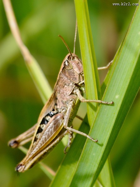 蚱蜢微距摄影图片