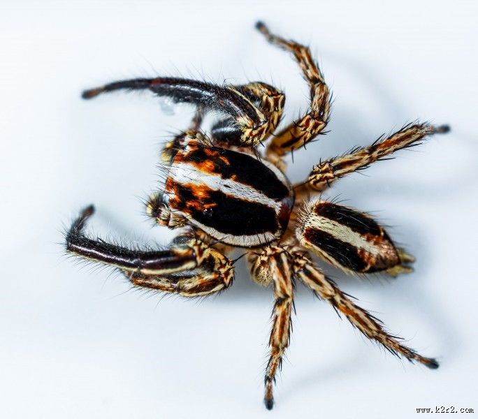 善于蹦跳的跳蛛图片大全