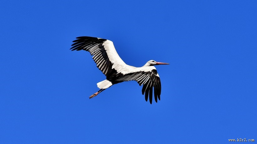 飞翔的拨浪鼓鹳图片大全