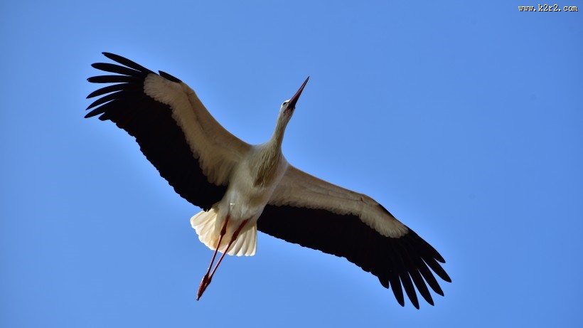 飞翔的拨浪鼓鹳图片大全