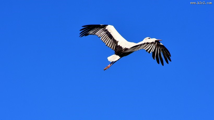 飞翔的拨浪鼓鹳图片大全