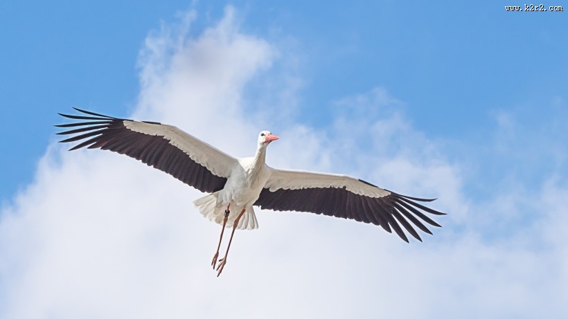 飞翔的拨浪鼓鹳图片大全