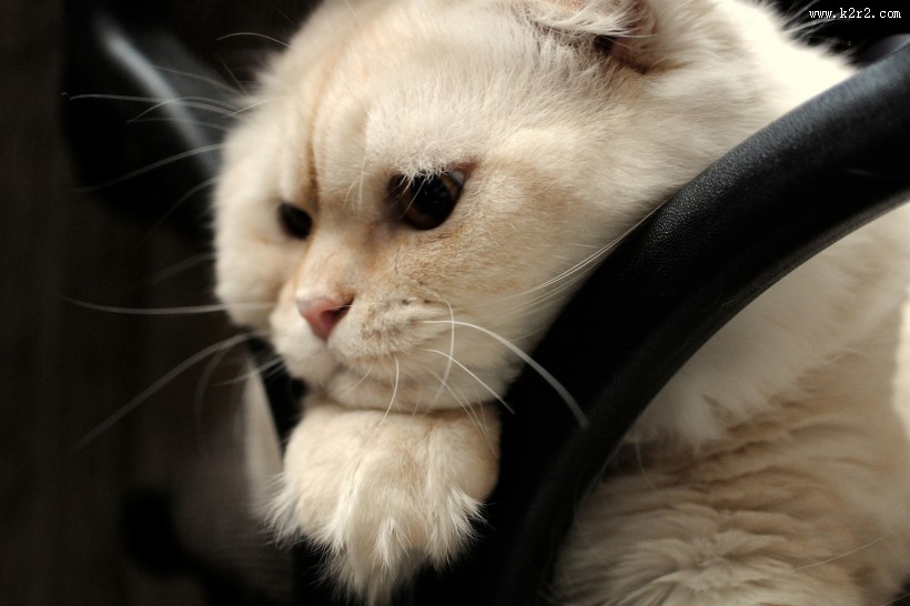 萌宠苏格兰折耳猫图片