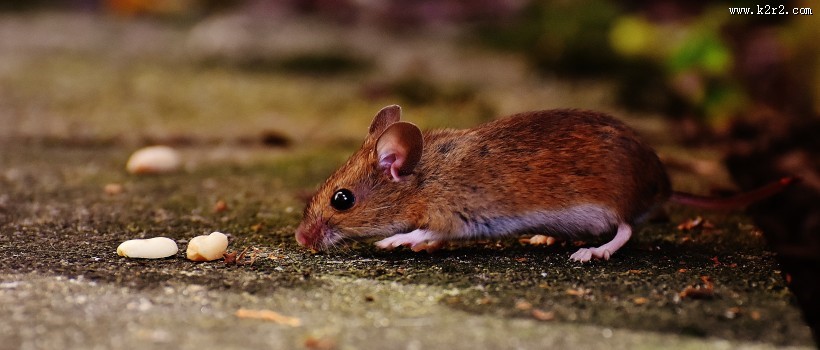 正在吃花生的老鼠图片