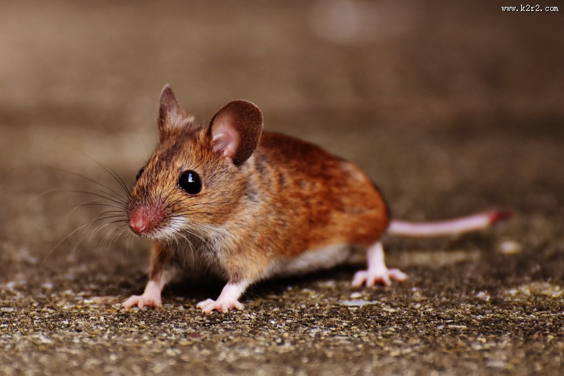 正在吃花生的老鼠图片