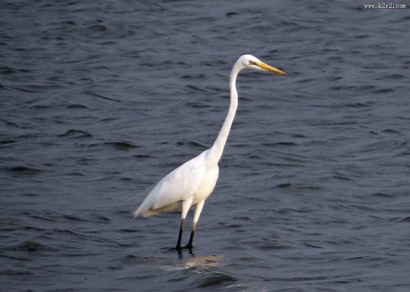 洁白的白鹭图片大全