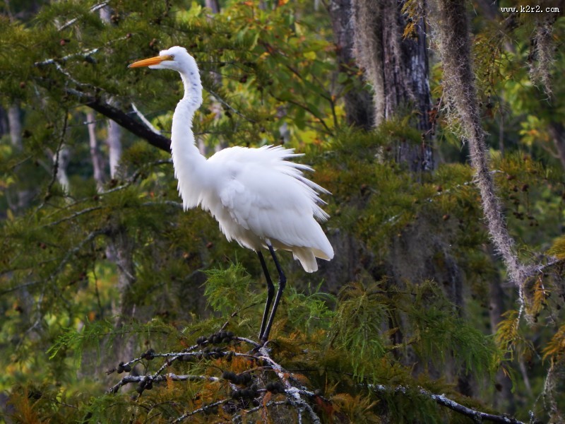 洁白的白鹭图片大全