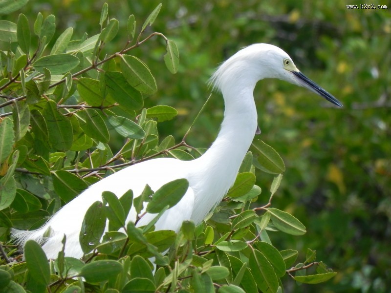洁白的白鹭图片大全