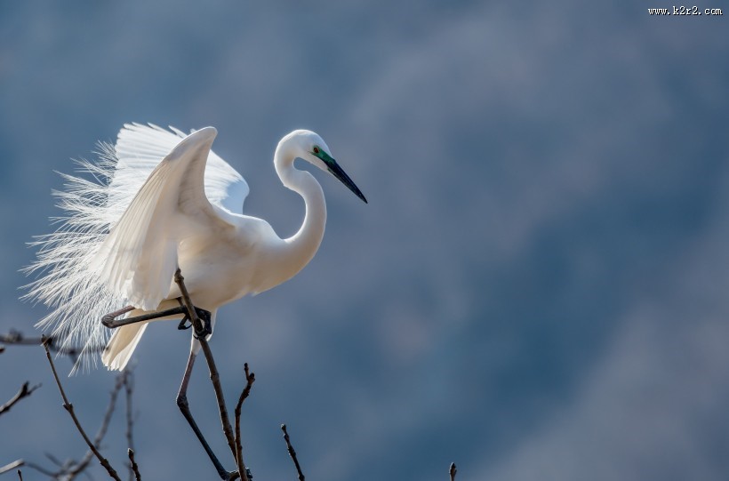 白鹭图片大全