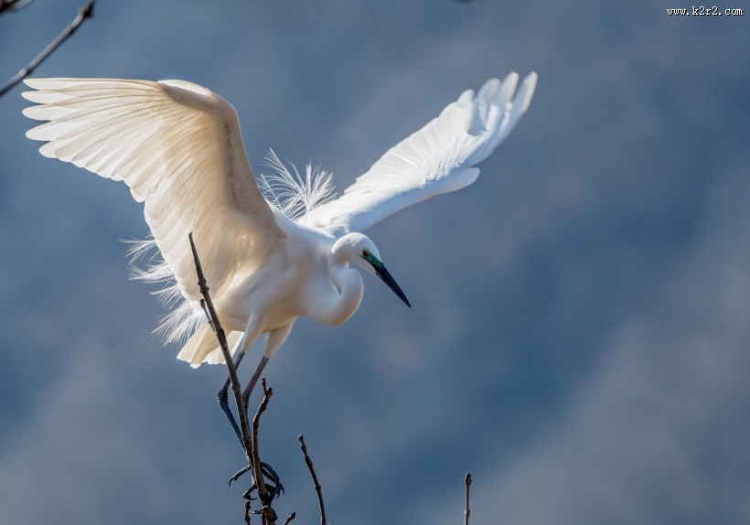 白鹭图片大全